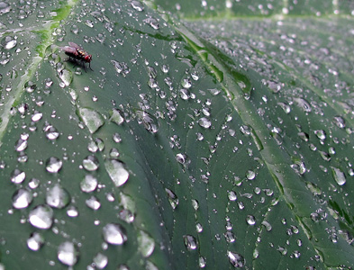 Fly sleeping on a leaf with a tiny drop of water on its back